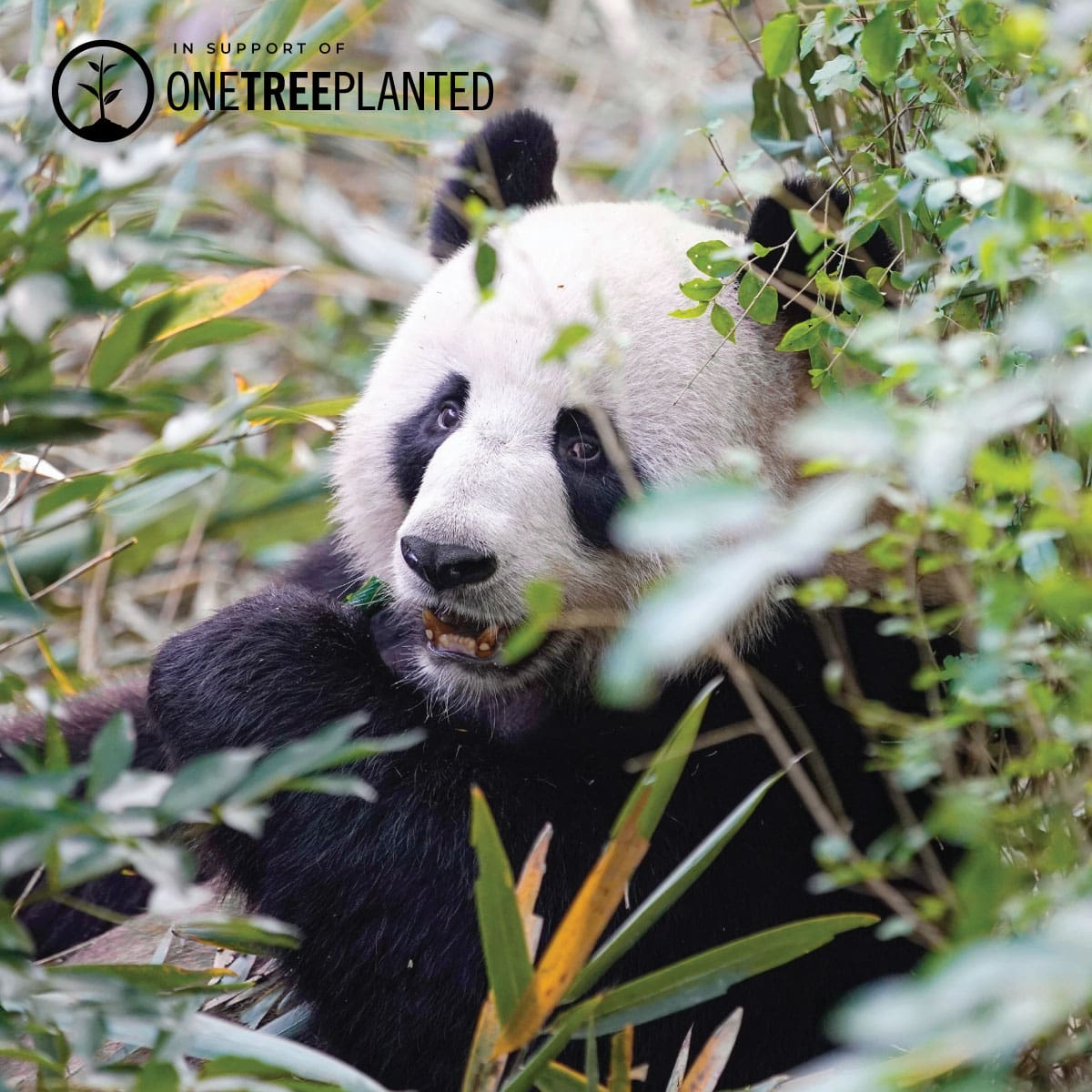Liens Panda | Bracelet Kismet de luxe | Noir x Argent